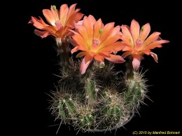 Echinocereus salm-dyckianus v. obscuriensis 712